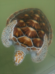 Turtle at the chendor