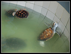 turtles